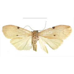 /filer/webapps/moths/media/images/G/ghanensis_Archithosia_HT_MSNS.jpg
