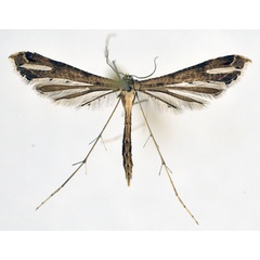 /filer/webapps/moths/media/images/T/taprobanes_Stenoptilodes_A_NHMO_02.jpg