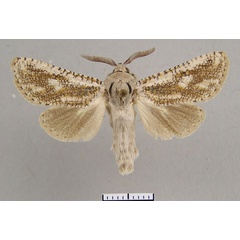 /filer/webapps/moths/media/images/A/aries_Wiltshireocossus_AM_Yakovlev.jpg