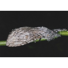 /filer/webapps/moths/media/images/D/dasychirina_Afroplitis_A_Roland_01.jpg