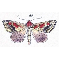/filer/webapps/moths/media/images/A/accola_Cirrhoedia_HT_Felder_1875_108-22.jpg