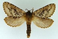 Metahepialus plurimaculata