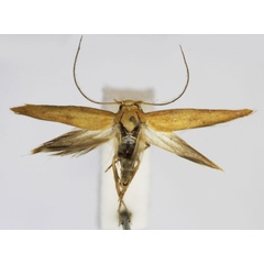 /filer/webapps/moths/media/images/O/ochrea_Scythris_A_Bengtsson.jpg