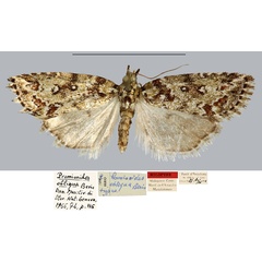 /filer/webapps/moths/media/images/O/obliqua_Promionides_HT_MNHN.jpg