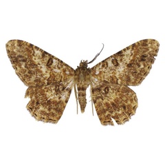 /filer/webapps/moths/media/images/O/orientalis_Afroracotis_HT_ANHRT.jpg