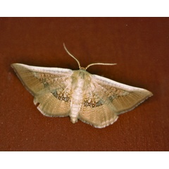 /filer/webapps/moths/media/images/P/pexa_Cecidothyris_A_Roland_01_nPDMFHx.jpg