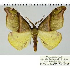 /filer/webapps/moths/media/images/A/aetionaria_Hylemera_AM_ZSMa.jpg