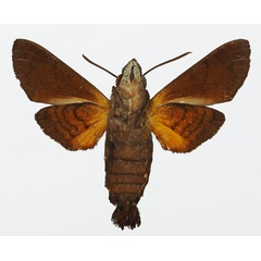 /filer/webapps/moths/media/images/S/sainsoni_Macroglossum_AM_Basquinb.jpg