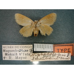 /filer/webapps/moths/media/images/S/schoutedeni_Niphadolepis_HT_RMCA_02.jpg