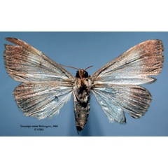 /filer/webapps/moths/media/images/R/remota_Toxocampa_HT_SNHMb.jpg