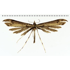 /filer/webapps/moths/media/images/F/fletcheri_Platyptilia_HT_BMNH.jpg