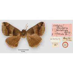/filer/webapps/moths/media/images/P/pertorrida_Gondysia_AT_BMNH.jpg