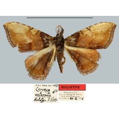 /filer/webapps/moths/media/images/V/veterata_Cerynea_HT_MNHN.jpg