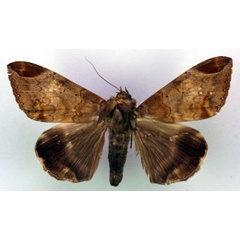 /filer/webapps/moths/media/images/T/thermopera_Achaea_AM_RMCA.jpg