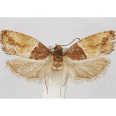 /filer/webapps/moths/media/images/R/rhodesiae_Neaspasia_HT_USNM.jpg