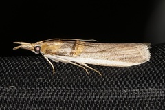 Etiella zinckenella