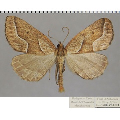 /filer/webapps/moths/media/images/O/oberthuri_Idiodes_AM_ZSMa.jpg