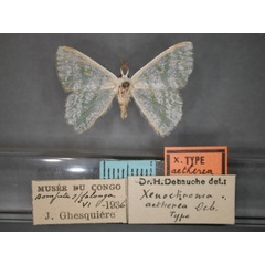 /filer/webapps/moths/media/images/A/aetherea_Xenochroma_HT_RMCA_01.jpg