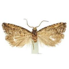 /filer/webapps/moths/media/images/G/gracilia_Thiodia_HT_Bassi.jpg