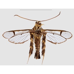 /filer/webapps/moths/media/images/Z/zebracox_Crinitus_HT_SMNSb.jpg