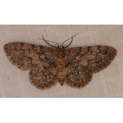 /filer/webapps/moths/media/images/F/fumilinea_Idaea_AF_Heyns_04.jpg