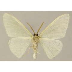 /filer/webapps/moths/media/images/A/acutipennis_Prasinocyma_AM_ZSMb.jpg