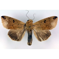 /filer/webapps/moths/media/images/P/pseudotirhaca_Ophiusa_HT_RMCA_03.jpg