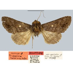 /filer/webapps/moths/media/images/T/turlini_Trichoplusia_HT_MNHN.jpg