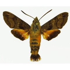 /filer/webapps/moths/media/images/T/trochilus_Macroglossum_AM_Basquin_02.jpg