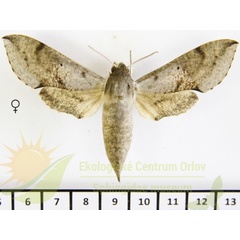 /filer/webapps/moths/media/images/D/dexippus_Hippotion_AF_SMCR_01.jpg