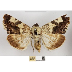 /filer/webapps/moths/media/images/C/caffraria_Acontia_AF_NHMUK.jpg