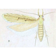 /filer/webapps/moths/media/images/M/malacogramma_Brachmia_HT_Meyrick_5-2.jpg