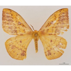 /filer/webapps/moths/media/images/U/upembana_Tagoropsiella_AT_RBINS_01.jpg