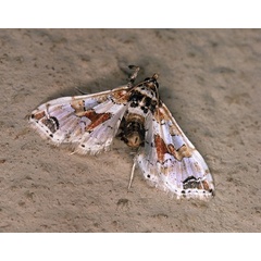 /filer/webapps/moths/media/images/P/pseudoorbonalis_Leucinodes_A_Roland_01.jpg
