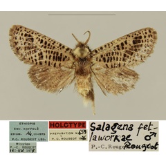/filer/webapps/moths/media/images/F/fetlaworkae_Salagena_HT_MNHN_NT2QXw0.jpg