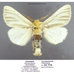 /filer/webapps/moths/media/images/E/ellenae_Antheua_PTM_Schintlmeister.jpg