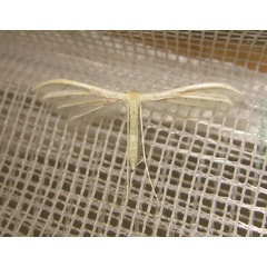 /filer/webapps/moths/media/images/A/albidus_Pterophorus_A_Bippus_02.jpg