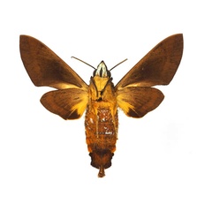 /filer/webapps/moths/media/images/C/cadioui_Atemnora_AF_Basquinb.jpg