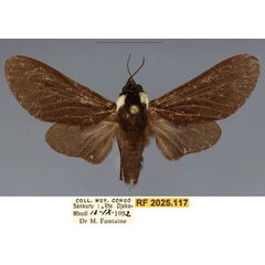 /filer/webapps/moths/media/images/H/hanoti_Casphalia_PTM_RMCA.jpg