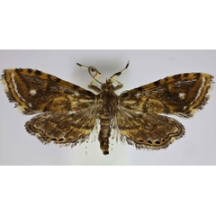 /filer/webapps/moths/media/images/M/manicensis_Pseudambia_HT_Agassiz.jpg
