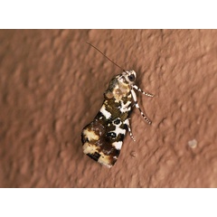 /filer/webapps/moths/media/images/T/transfigurata_Metapioplasta_A_Roland_01.jpg