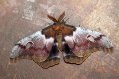 Gonimbrasia macrothyris