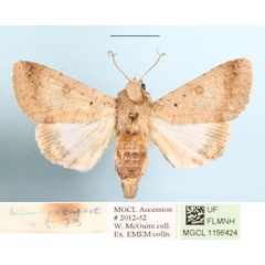 /filer/webapps/moths/media/images/Q/quenavadi_Pandesma_A_MGCLa_01.jpg