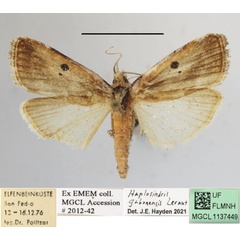/filer/webapps/moths/media/images/G/gabonensis_Haplosindris_A_MGCLa_01.JPG