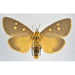 /filer/webapps/moths/media/images/A/agrippa_Rhanidophora_AF_NHMO.jpg