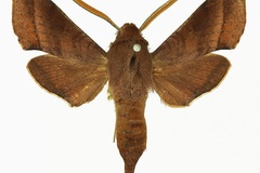 Basiothia laticornis