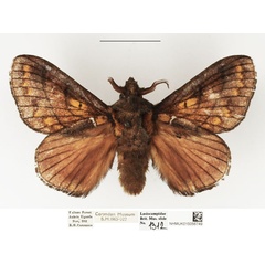 /filer/webapps/moths/media/images/O/ocellata_Stoermeriana_AM_NHMUK.jpg