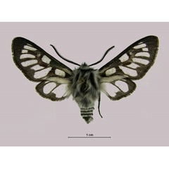 /filer/webapps/moths/media/images/N/namaqua_Epitoxis_HT_MWM.jpg