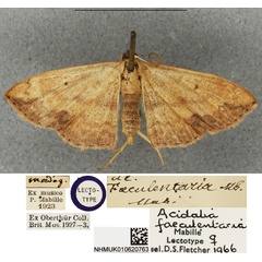 /filer/webapps/moths/media/images/F/faeculentaria_Scopula_LT_BMNH.jpg