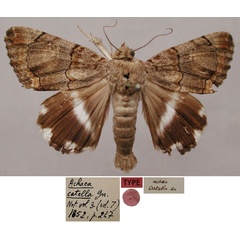 /filer/webapps/moths/media/images/C/catella_Achaea_LT_MNHN.jpg